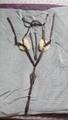 Collier de chasse