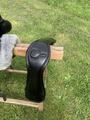 Selle de dressage Childeric