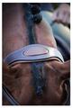 Bridon One New-York noisette Jump'in