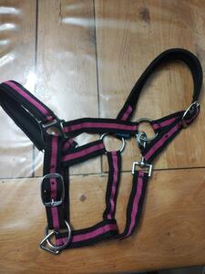 Licol taille poney