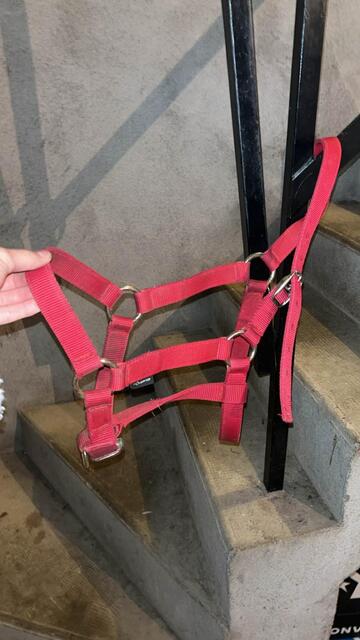 licol et longe rouge fouganza