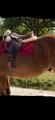 Selle forestier