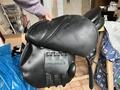 selle stubben s phœnix