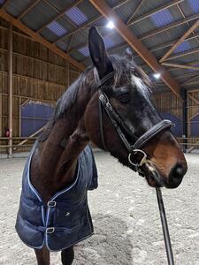 filet dyon taille cheval