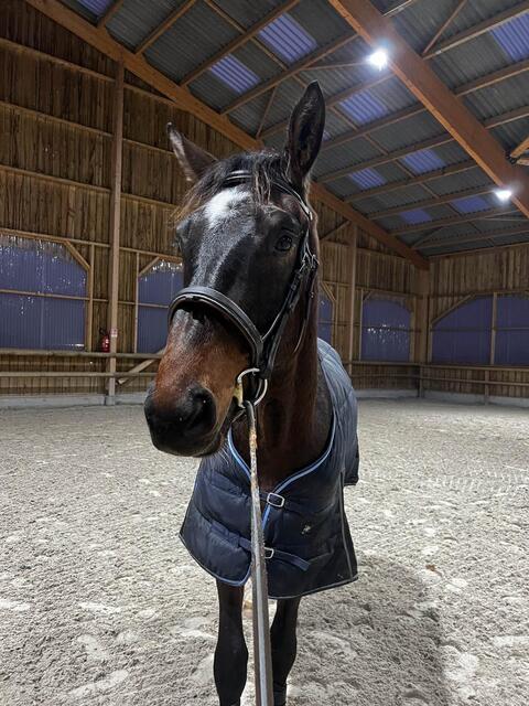 filet dyon taille cheval
