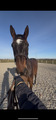 filet dyon taille cheval