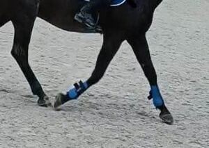 guêtre bleu