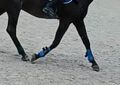 guêtre bleu