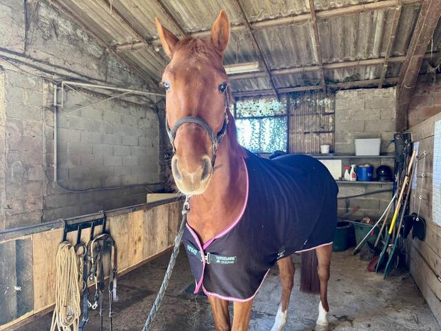 chemise séchante Horseware amigo