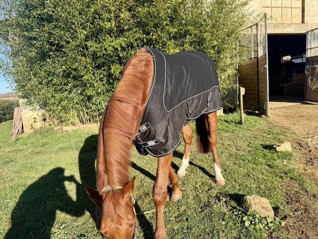 chemise coton performance