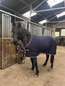 Polaire horseware