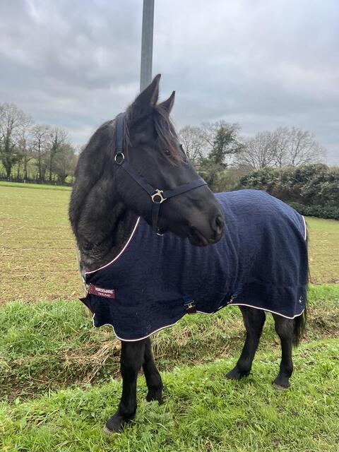 Polaire horseware