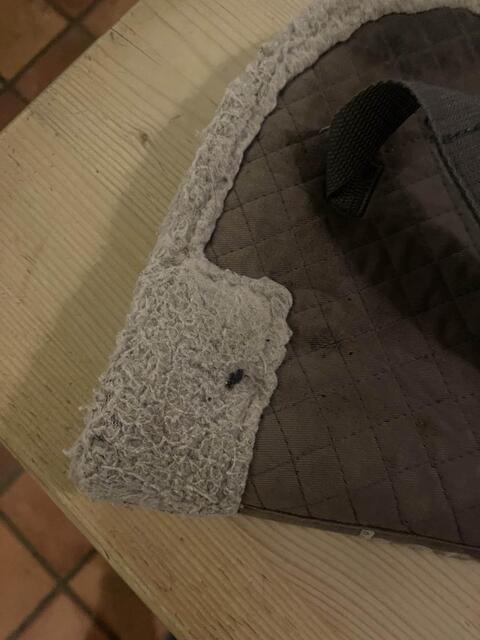 amortisseur gris Horze taille cheval