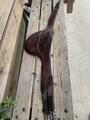 bavette marron cuir devoucoux