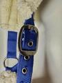 Licol Mouton Norton Bleu Vif Poney-Shetland