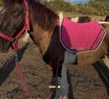 tapis paddock sport rose