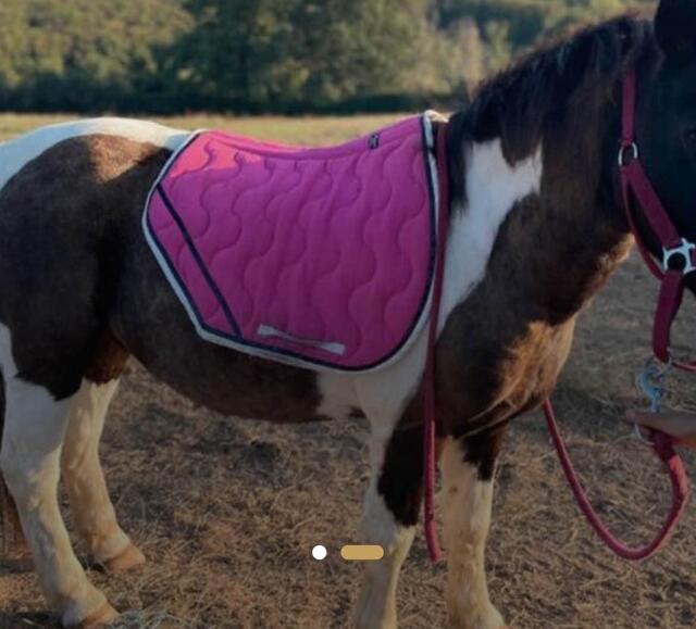 tapis paddock sport rose