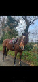 Selle meyer 17,5