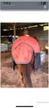couverture horze lucerne 125 cm 250 gr imperméable