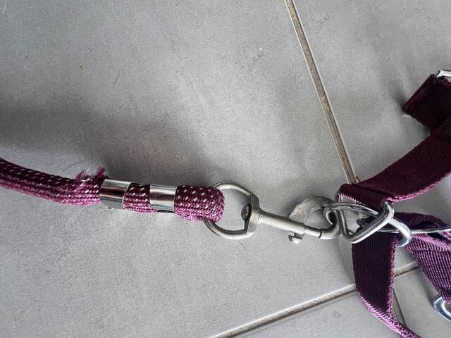 Licol poney nylon couleur prune framboise avec fil argenté