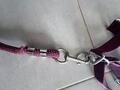 Licol poney nylon couleur prune framboise avec fil argenté