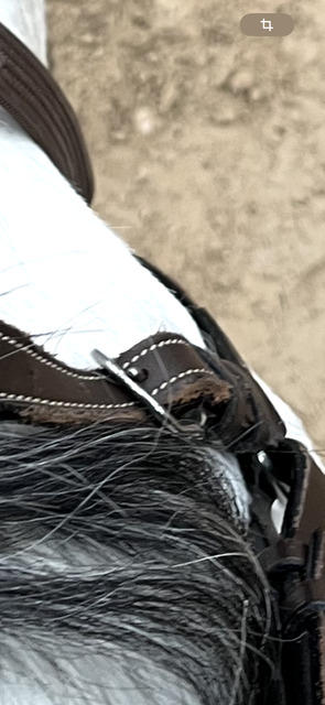 Collier de chasse Dy’on