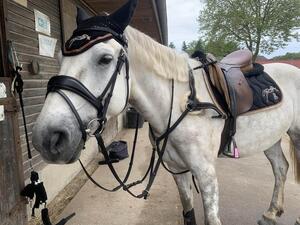 bridon noir taille COB