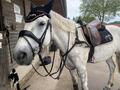 bridon noir taille COB