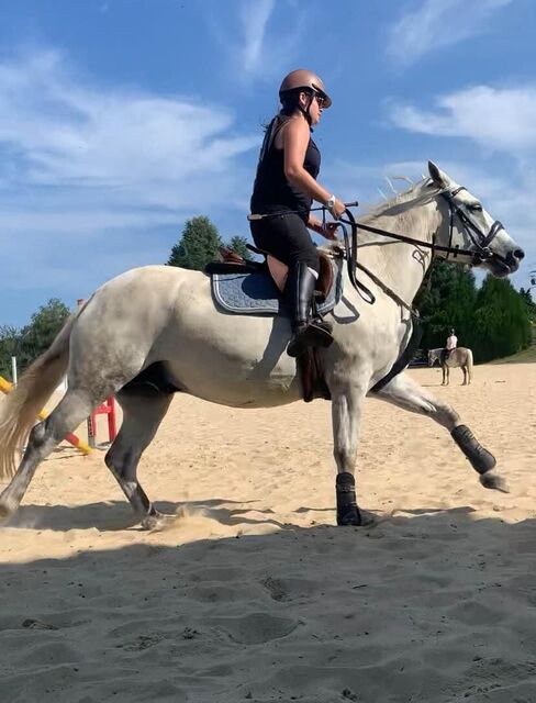 bridon noir taille COB
