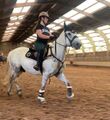 bridon noir taille COB