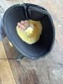 une paire de cloche eskadron