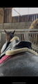 Selle CWD