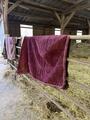 couverture kentucky velvet
