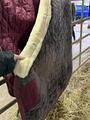 couverture kentucky velvet