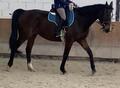Tapis Norton taille Cheval