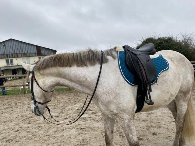 Tapis Norton taille Cheval