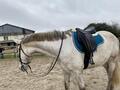 Tapis Norton taille Cheval