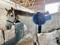 Tapis Norton taille Cheval