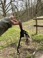 hackamore