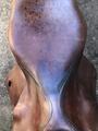 Selle forestier