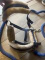 licol et longe bleu avec mouton blanc