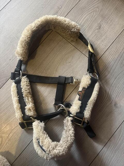 licol Kentucky poney