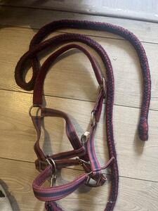 licol + longe bordeaux poney