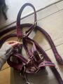 licol + longe bordeaux poney