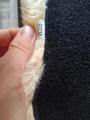 Sangle courte anatomique Kentucky 60cm mouton amovible