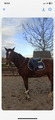 tapis royal jump