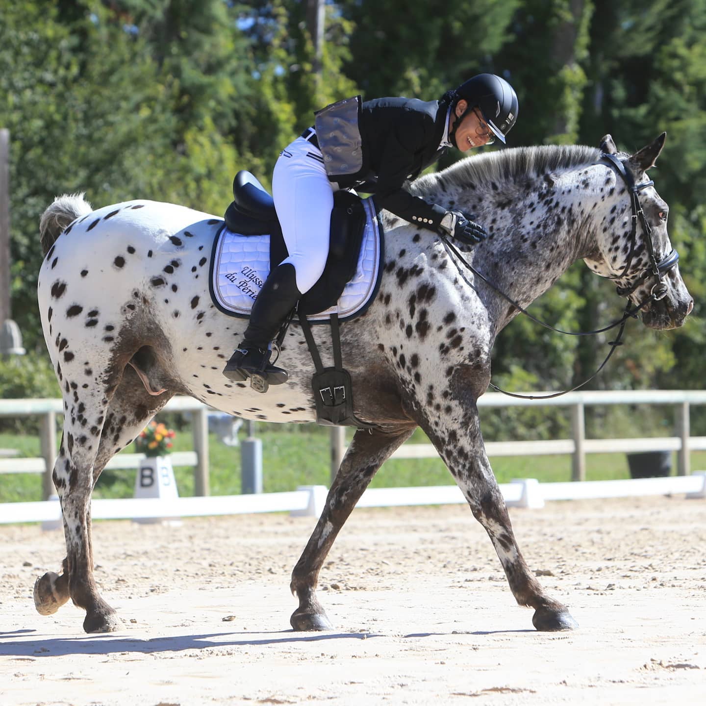 appaloosa