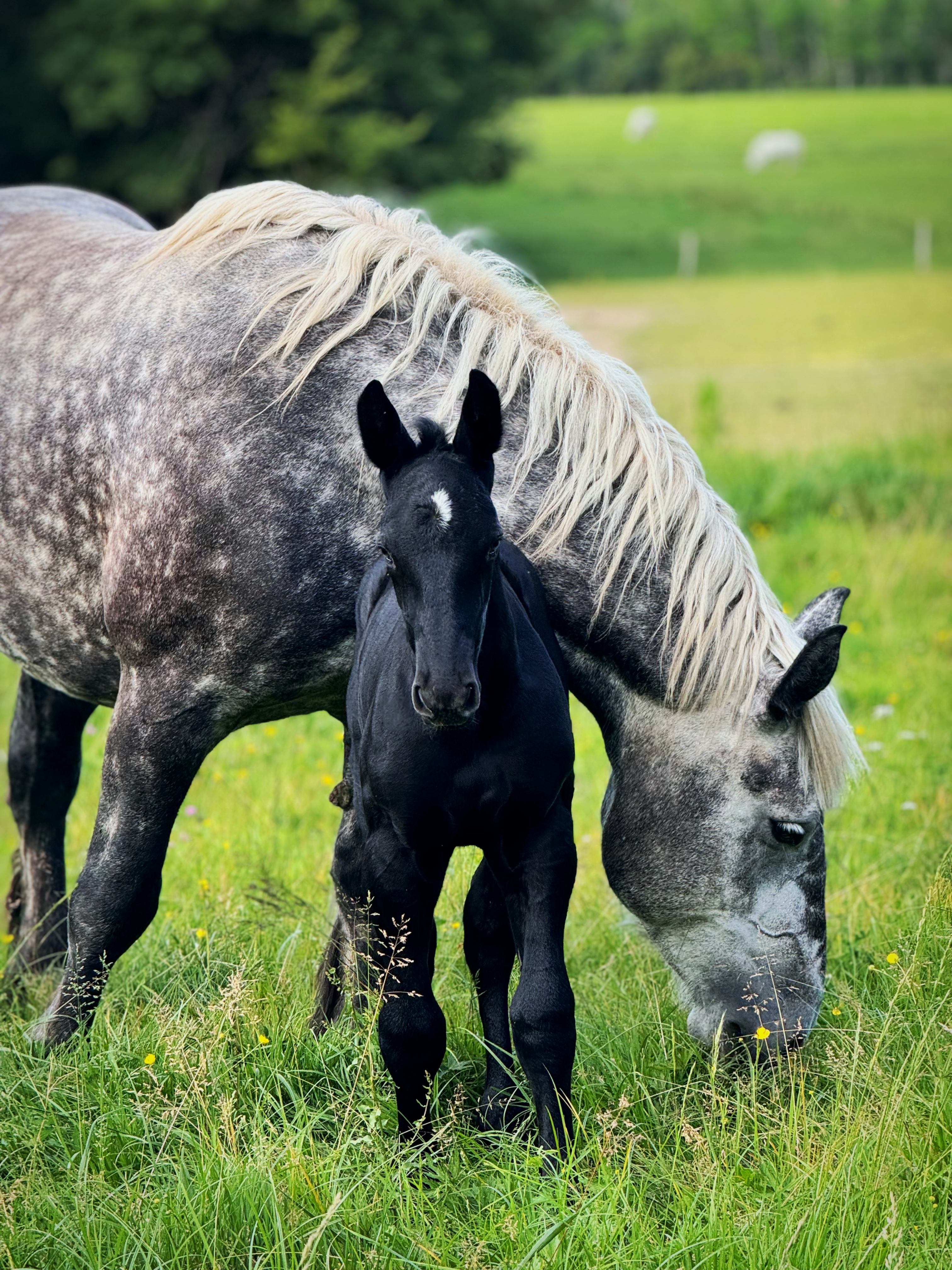 poulain cheval de trait