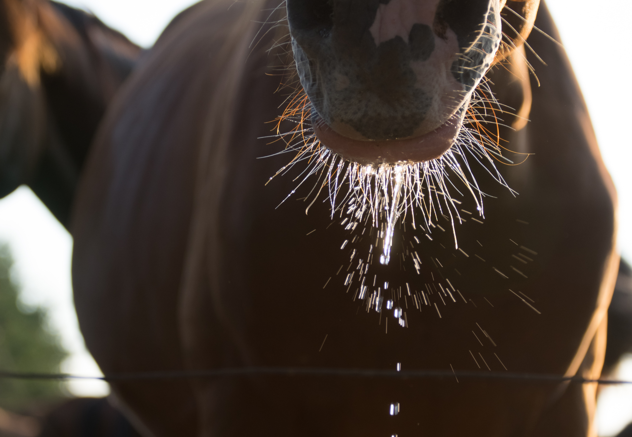 cheval qui boit