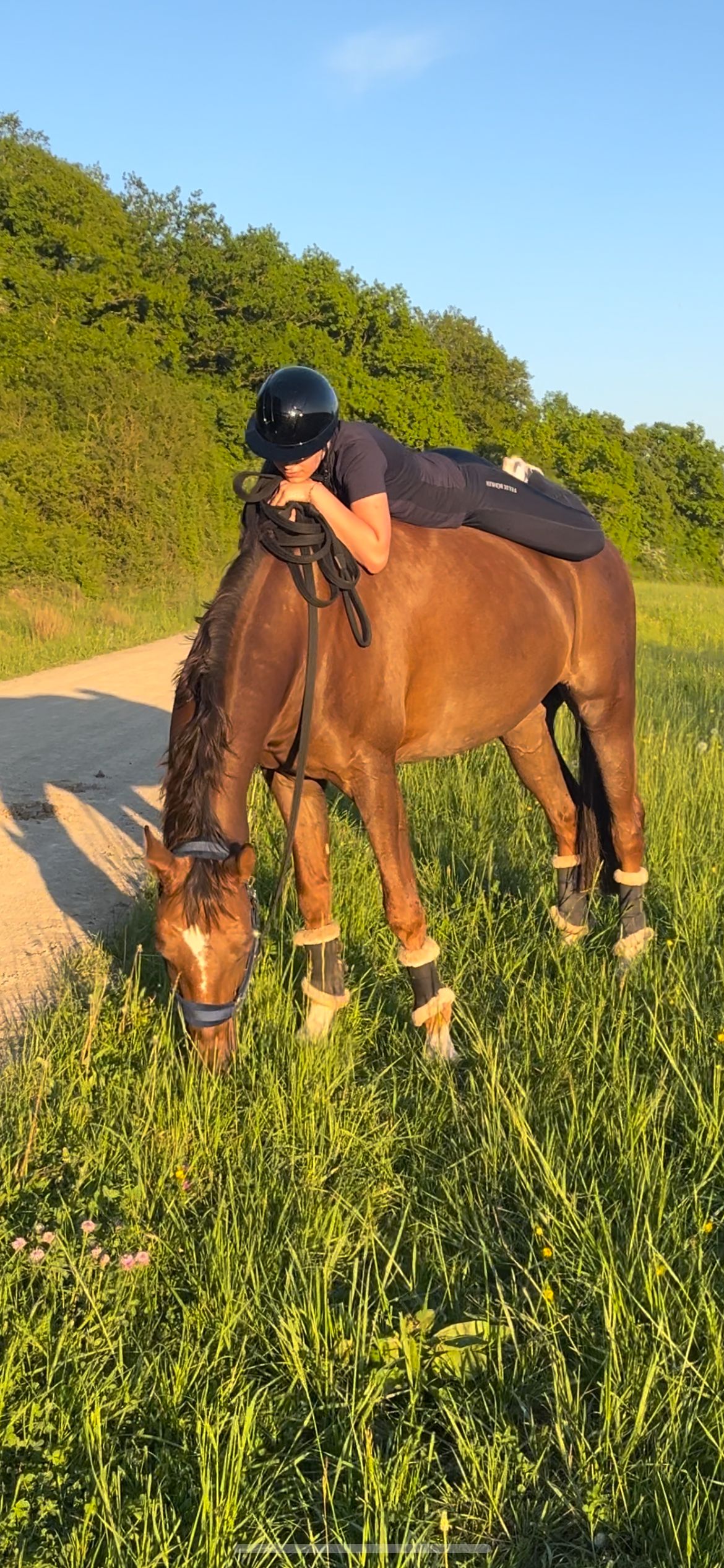 cheval été
